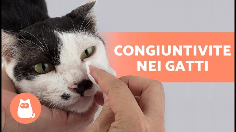 Collirio antibiotico per gattini: la cura che salva gli occhietti!