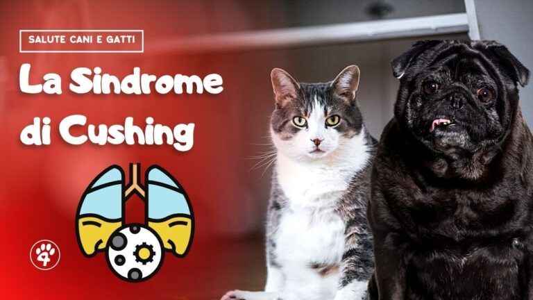 La giusta alimentazione per prevenire la sindrome di Cushing nei cani: 5 consigli cruciali!