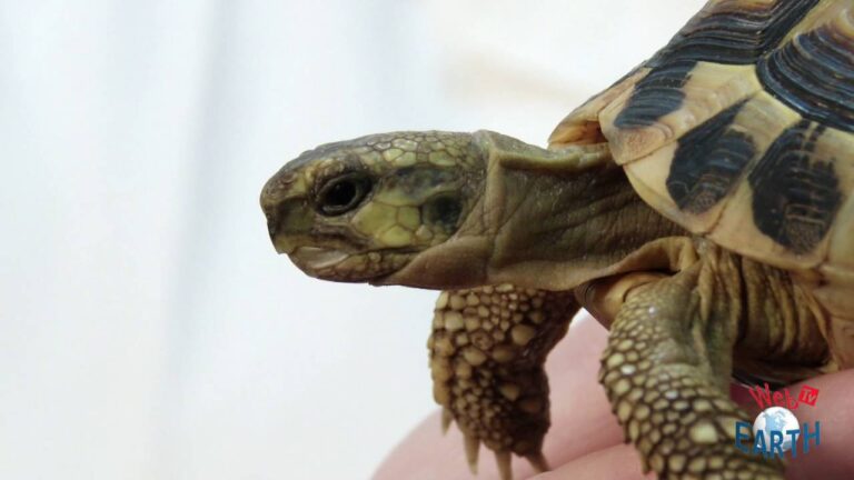 Il sorprendente comportamento delle tartarughe di terra: un affascinante spettacolo naturale entro i 70 caratteri