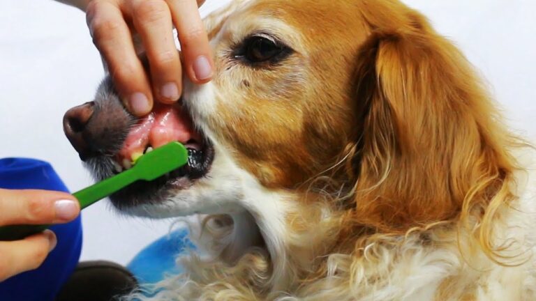 Sconfiggi la resistenza: metodi efficaci per lavare i denti al cane ribelle!