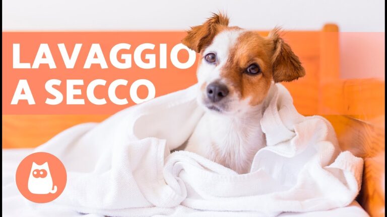 Bagnoschiuma: un alleato segreto per lavare il cane, ecco come!