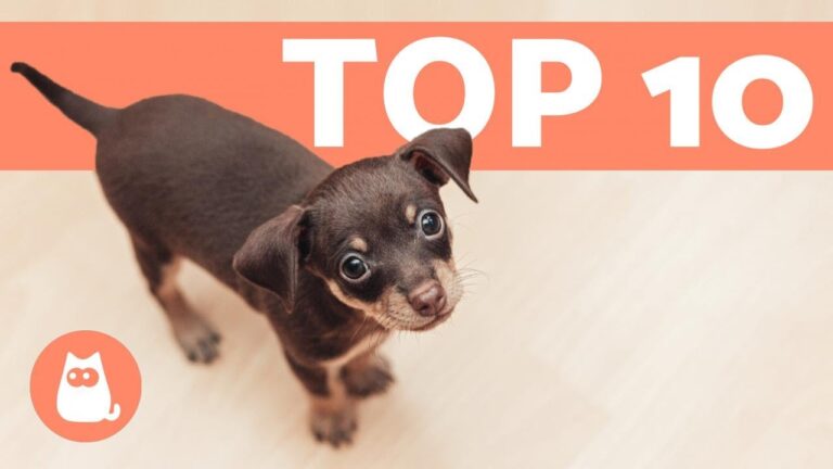 Le 10 adorabili razze di cani piccolini che rubano il cuore [+FOTO]