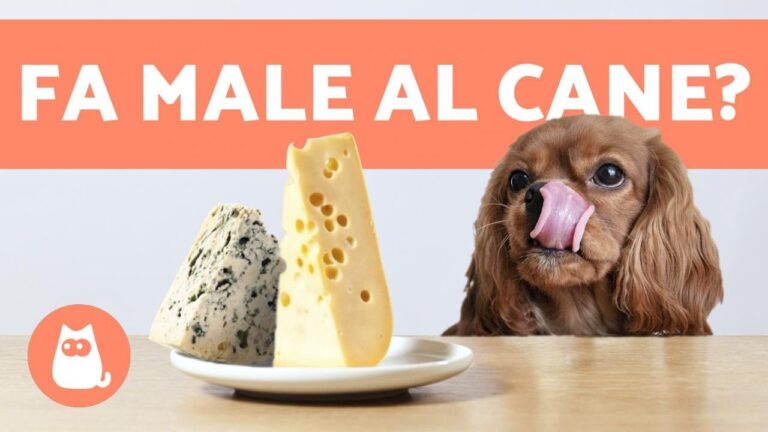 Parmigiano per cani: un bocconcino gustoso e salutare sotto il loro muso!