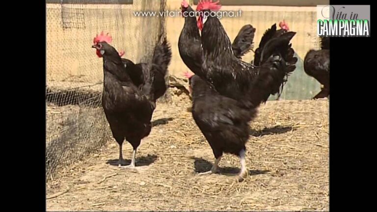 La sorprendente longevità delle galline ovaiole: segreti svelati!