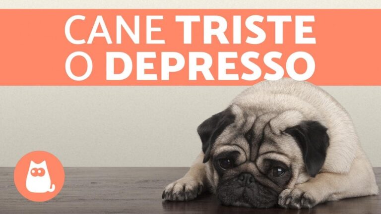 Cane depresso: il rischio di morire se non si interviene