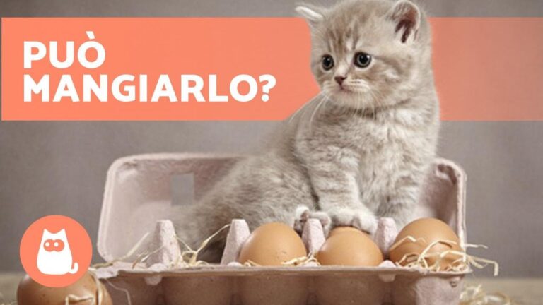 Scopri se il gatto può mangiare uovo: mito o verità?