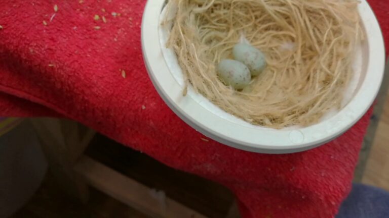 Impressionante quantità di uova prodotte dai canarini: una sorpresa a ogni nido!