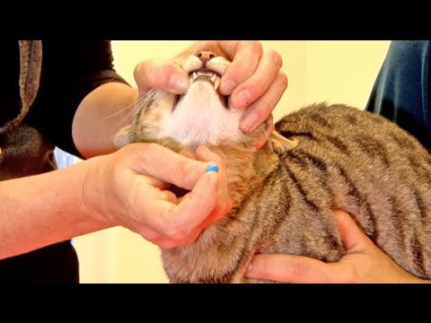 La soluzione felina: medicina per sverminare i gatti e assicurare la loro salute