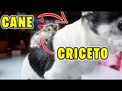 Canidi domestici contro criceti: quale animale da compagnia è il migliore?