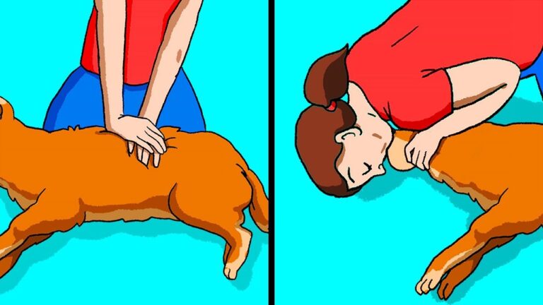 Cane in pericolo: come agire se si strozza col cibo!