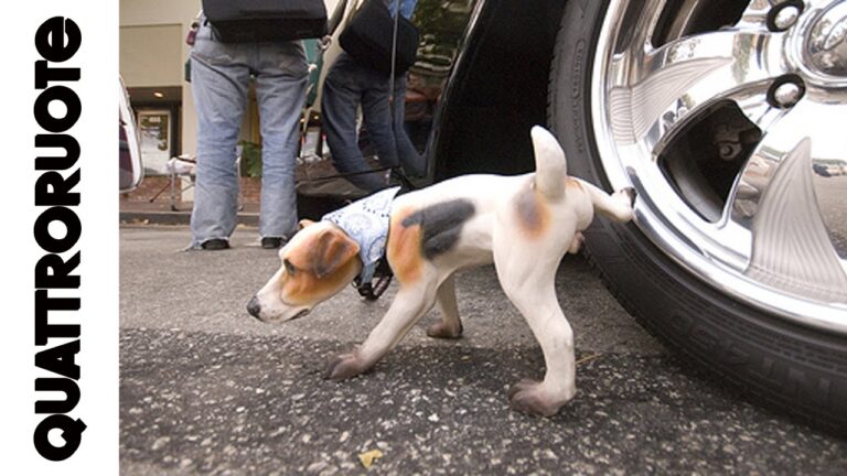 Evitare incidenti: cosa mettere per eliminare le pipì dei cani