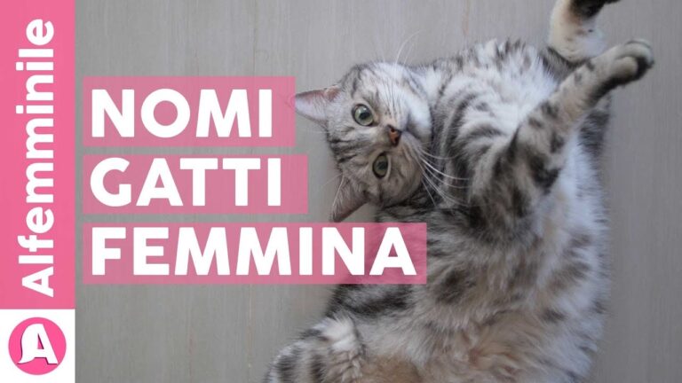 Il nome perfetto per la tua gatta femmina: Idee insolite e affascinanti
