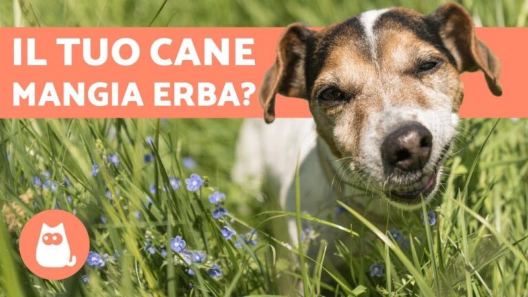 Cane mangia erba e vomita: perché succede e cosa fare