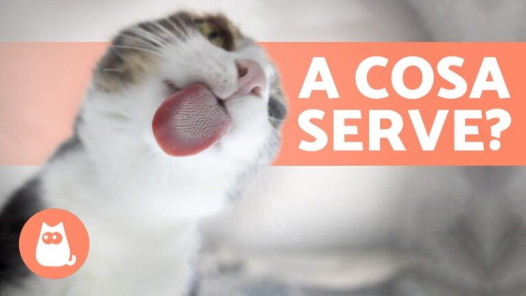 Scopri il Segreto del Gatto: Perché tiene la Lingua Fuori!