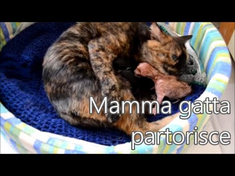 Curiosità feline: Quanto dura il parto di una gatta?