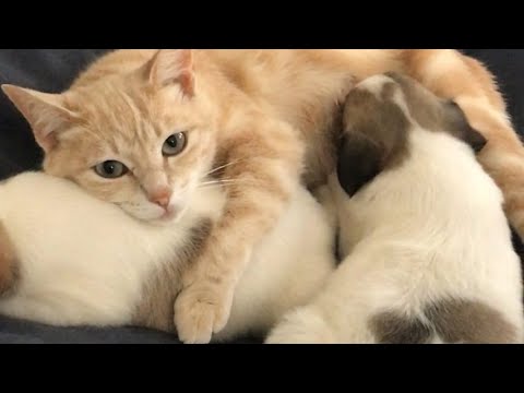 La struggente sofferenza della mamma gatta: il doloroso distacco dai suoi amati cuccioli