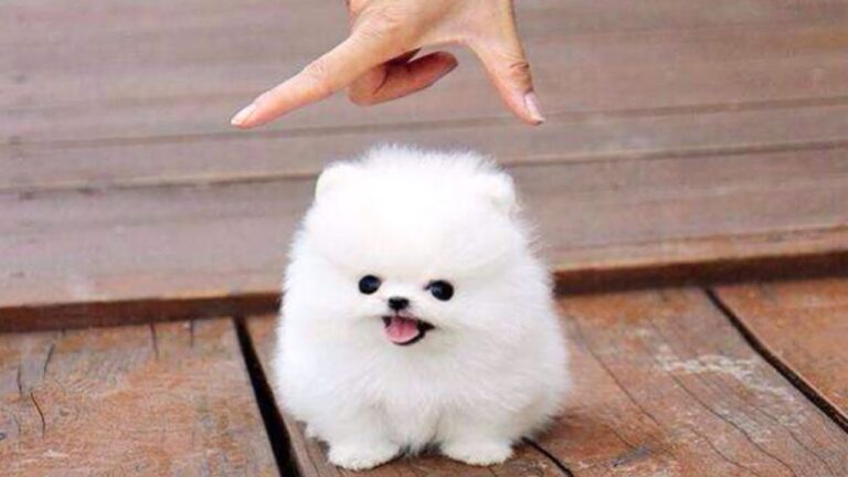 Le meraviglie dei Cani Miniature: mai cresceranno oltre!