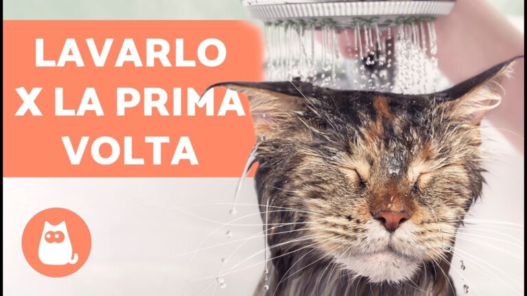 Segreti per Fare il Bagno al Gatto in Modo Naturale: Consigli Pratici sotto i 70 Caratteri!