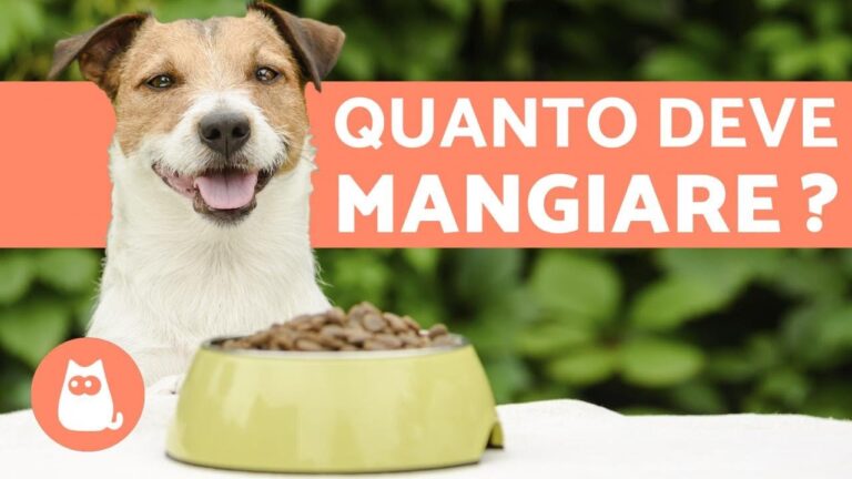 Quantità ideale di cibo: Quante volte il tuo cane di 6 mesi dovrebbe mangiare?