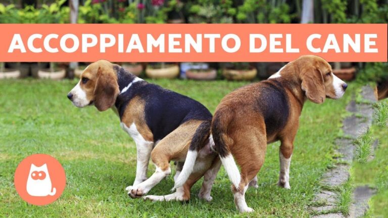 L&#8217;innovativo metodo di accoppiamento cani senza nodo: doggy love senza complicazioni!