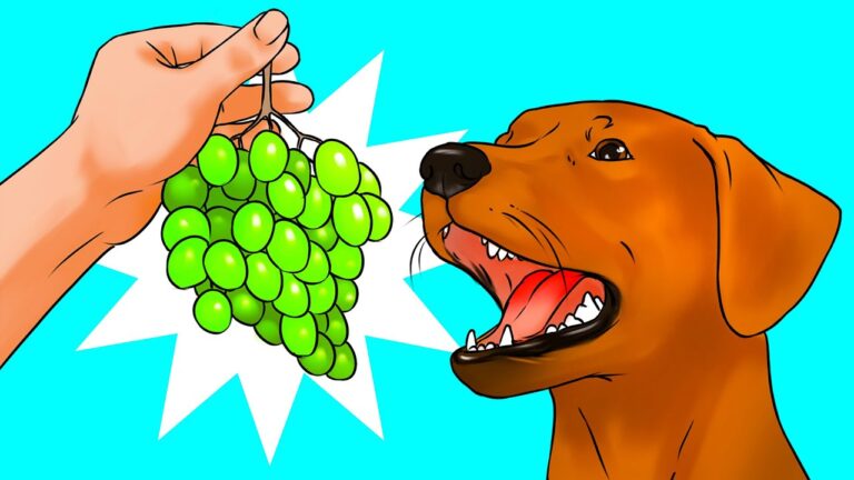 I cani possono mangiare uva: un&#8217;analisi sul possibile pericolo dell&#8217;uva per i nostri amici a quattro zampe