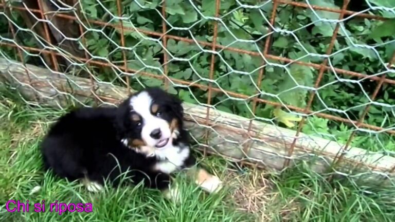 Scopri l&#8217;adorabile cucciolo di Bovari del Bernese: irresistibile incanto a quattro zampe!