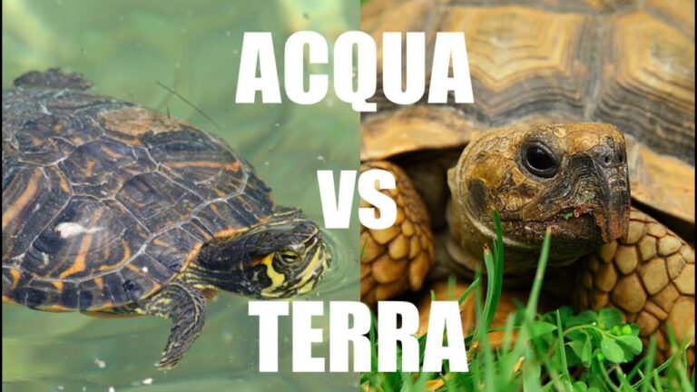 Differenza tartaruga acqua e terra: quale specie fa al caso tuo?