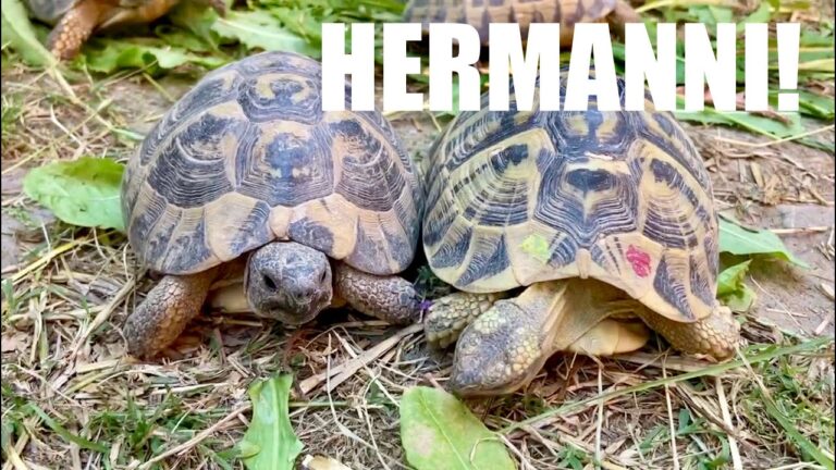 Tartaruga Hermanni: Quanto vive realmente? Scopri la sorprendente longevità di questa specie!