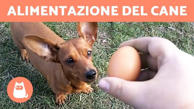 Il surprendente segreto delle uova sode al cane: scopri i benefici in soli 70 caratteri