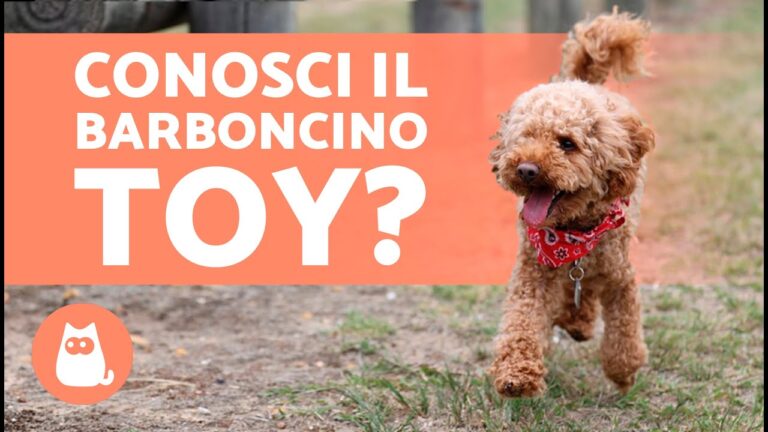 Barboncino Nano: La Sorprendente Longevità di una Razza Canina!